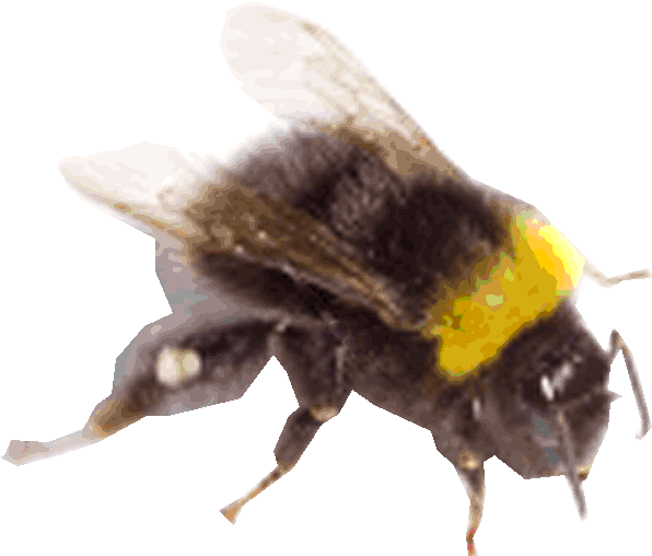 bee